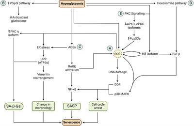 Pro-tumorigenic role of type 2 diabetes-induced cellular senescence in colorectal cancer